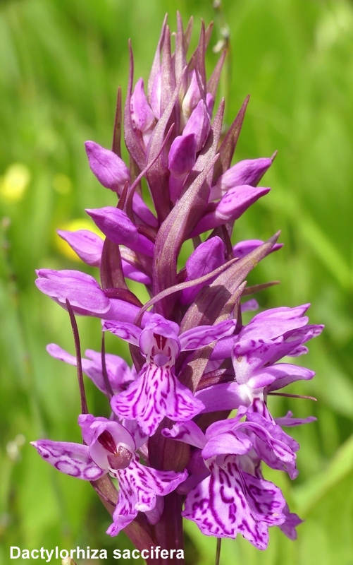 Una giornata tra le orchidee da Villetta Barrea a Scanno - 16 giugno 2021